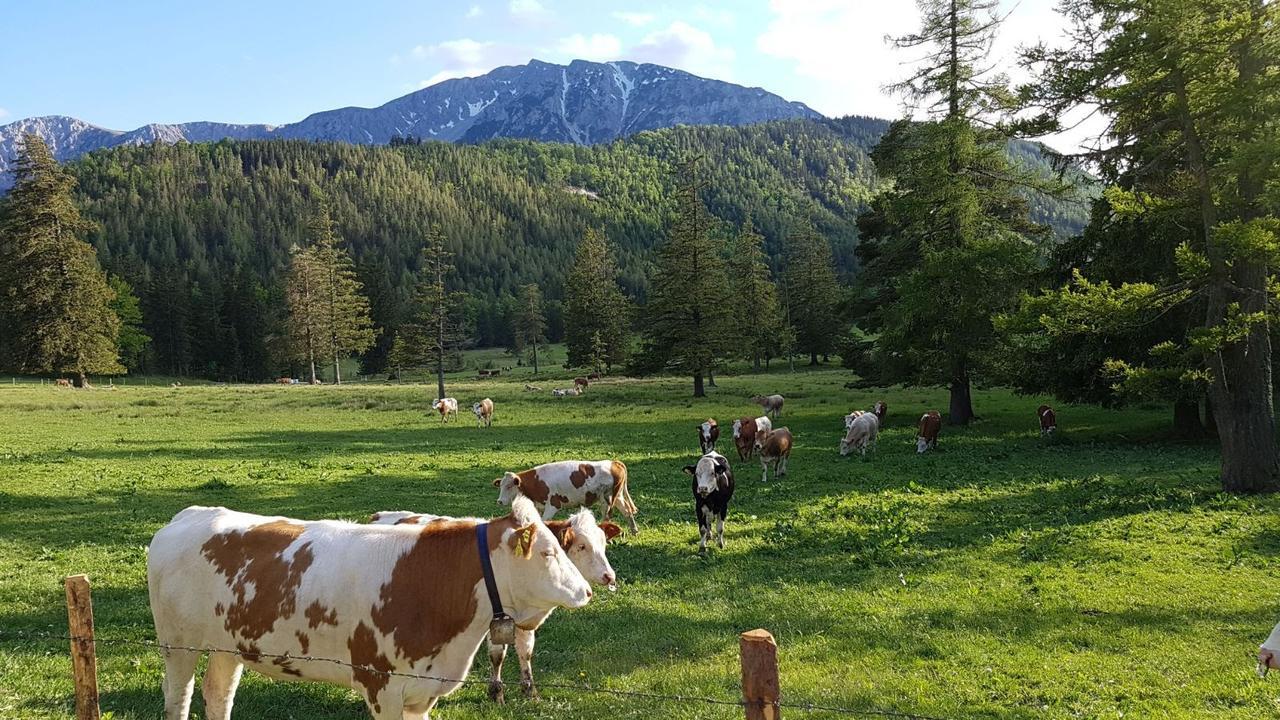 Ferienwohnungen Mamauwiese Gutenstein Kültér fotó